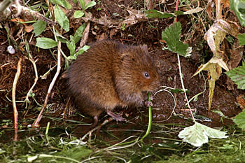Water Vole
